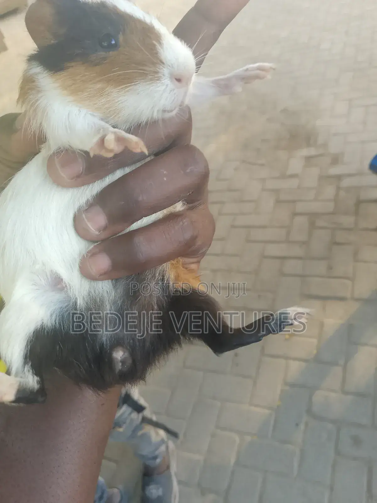 Rats for Sale