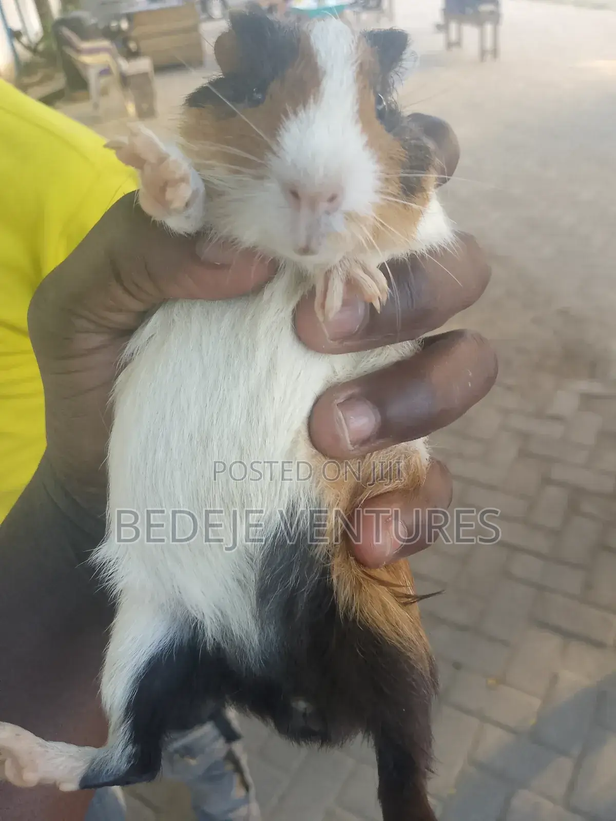 Rats for Sale