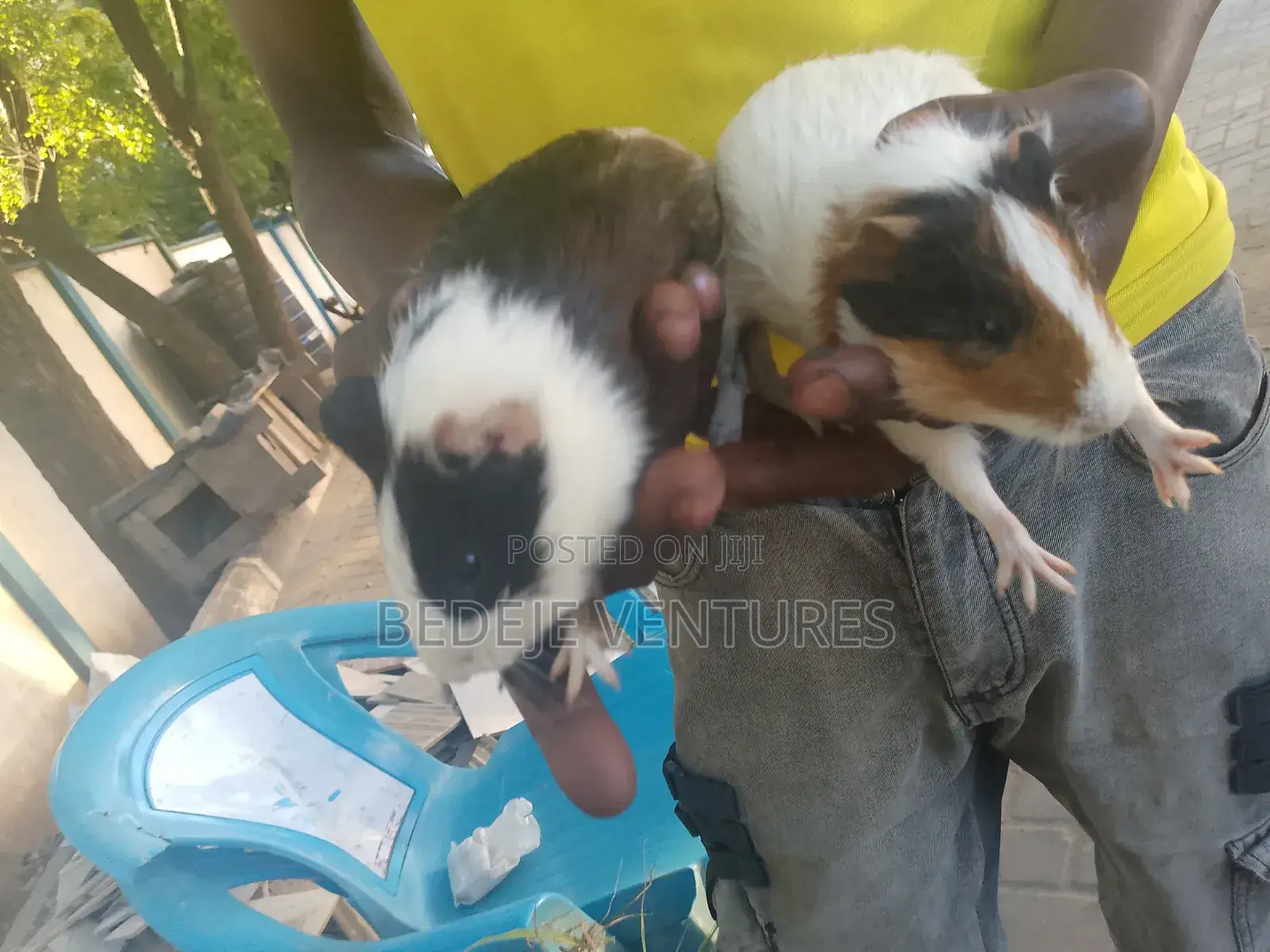 Rats for Sale