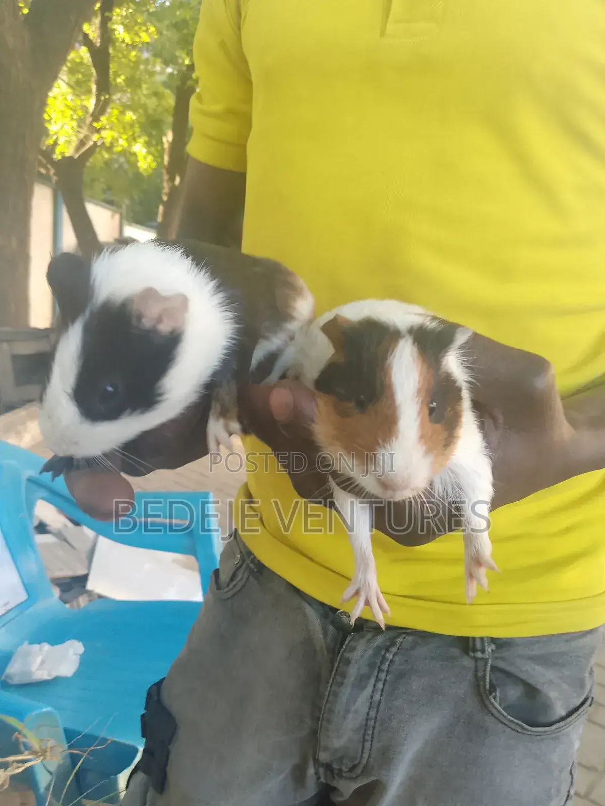 Rats for Sale