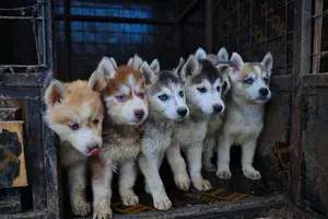 1-3 months Female Purebred Siberian Husky