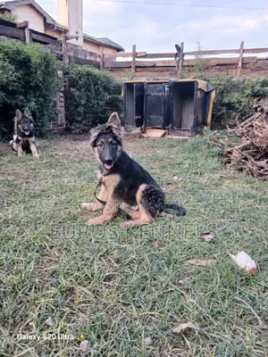 1-3 months Male Purebred German Shepherd