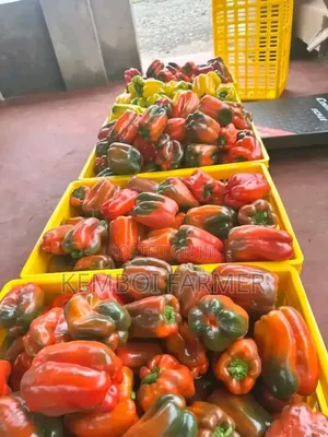 Capsicums Both Green and Colored