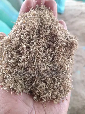 Bomarhodes Seeds