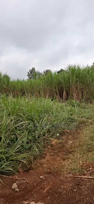 1/2 Acre At Kagongo-karura Road Near Gachie (20 Million)