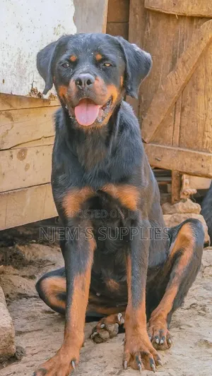 1+ year Female Purebred Rottweiler