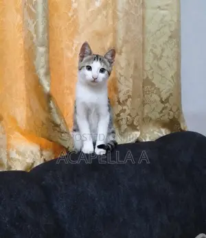 3-6 months Male Mixed Breed Cat