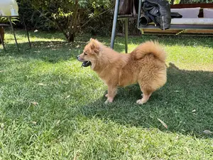 1+ year Male Purebred Chow Chow