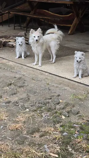 1-3 months Male Purebred Japanese Spitz