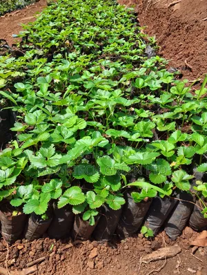Potted Chandler Strawberry Seedlings