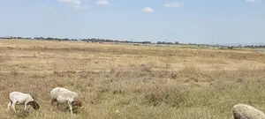 50 Acre Land for Sale in Kisaju