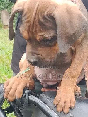 1-3 months Female Purebred Boerboel