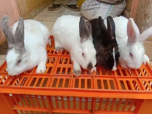 5 Months Old(Mature) Male Rabbits for Sale at Kenyatta Road Juja