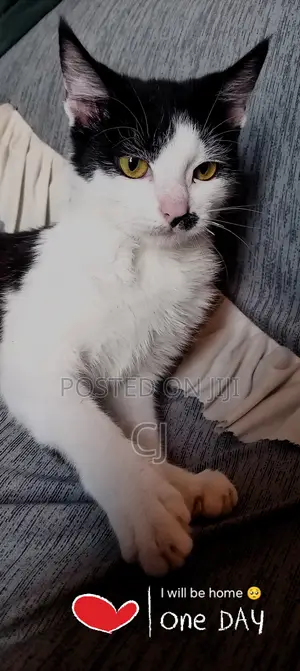 3-6 months Female Mixed Breed British Shorthair