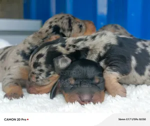 0-1 month Female Purebred Dachshund