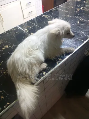 1-3 months Male Purebred Japanese Spitz