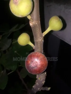 Fig Trees With Fruits