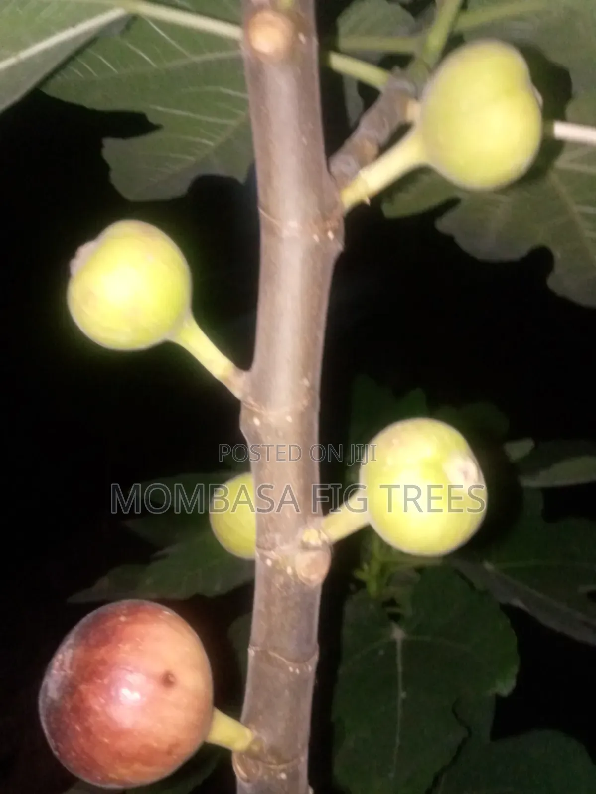 Fig Trees With Fruits