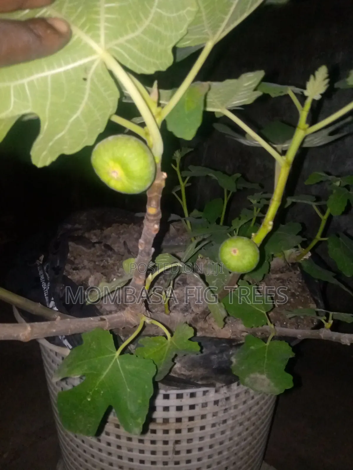 Fig Trees With Fruits