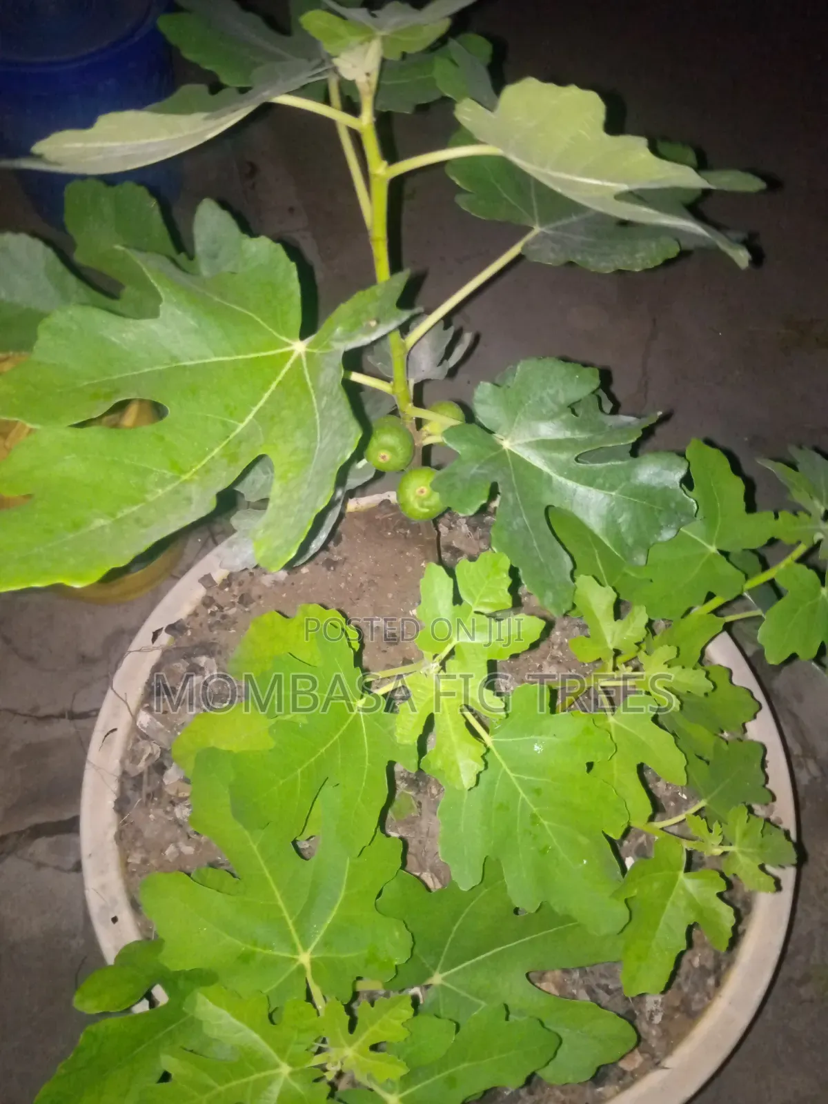 Fig Trees With Fruits