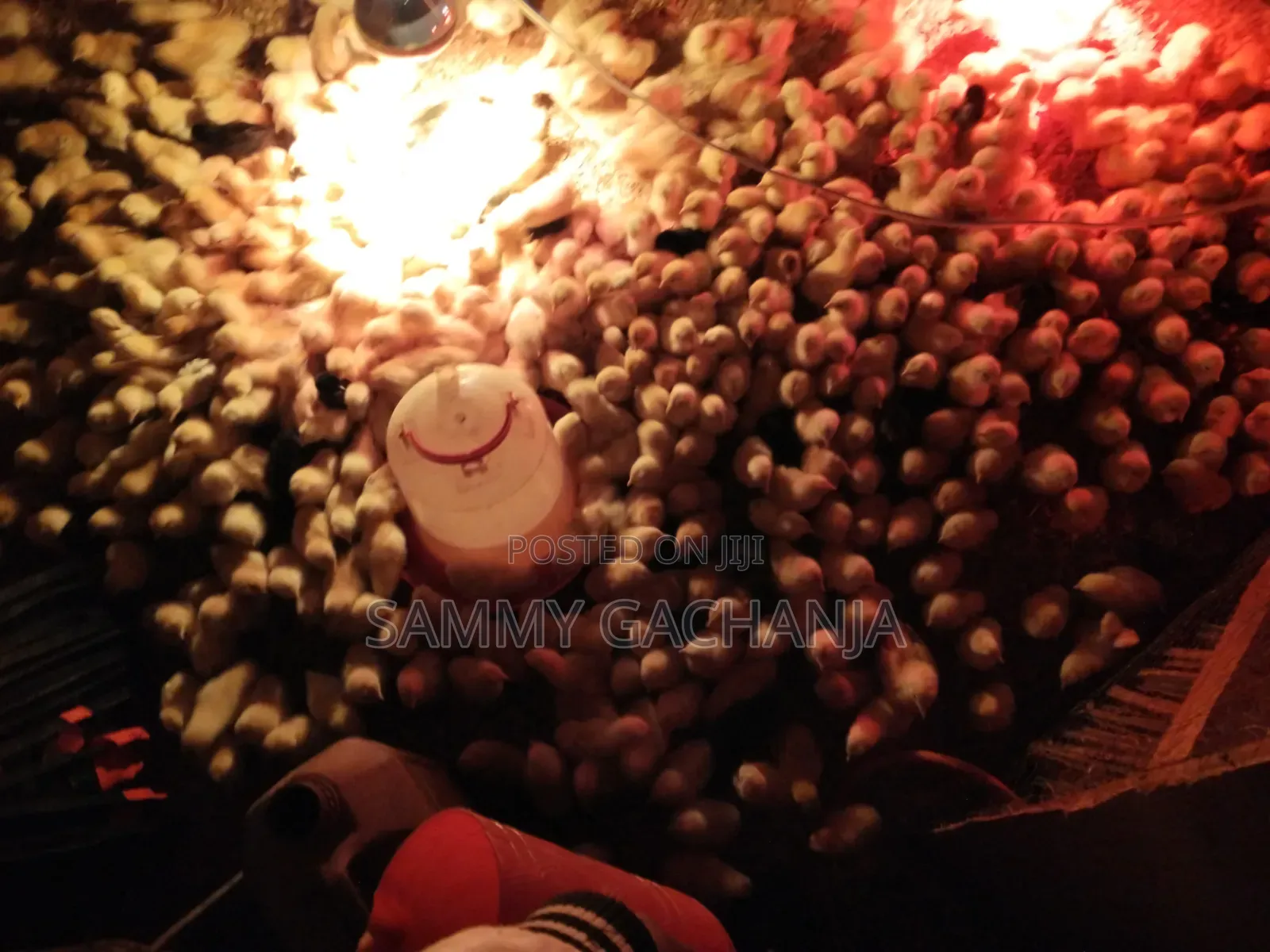 Fertilized Sasso F1 Eggs
