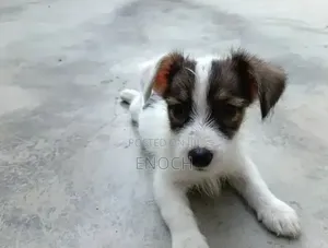 1-3 months Male Mixed Breed Jack Russell Terrier