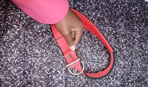 Dog Collar Red