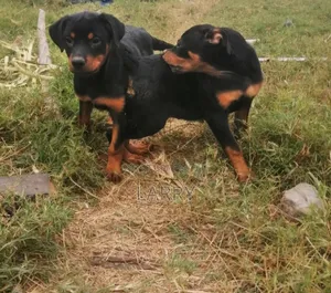 1-3 months Female Purebred Rottweiler