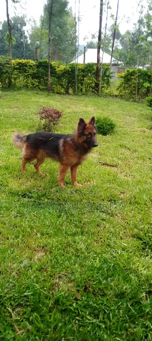 1+ year Male Purebred German Shepherd