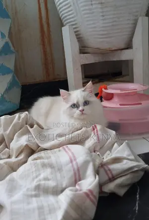 6-12 months Male Purebred Ragdoll