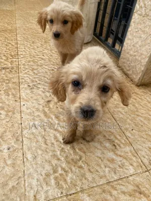 1-3 months Female Purebred Golden Retriever