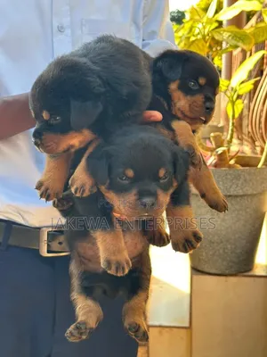 1-3 months Male Purebred Rottweiler