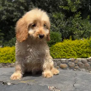 1-3 months Female Purebred Cockapoo