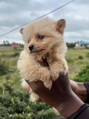 1-3 months Male Mixed Breed Havanese