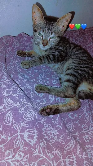 3-6 months Female Purebred Cat
