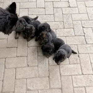 1-3 months Male Purebred German Shepherd