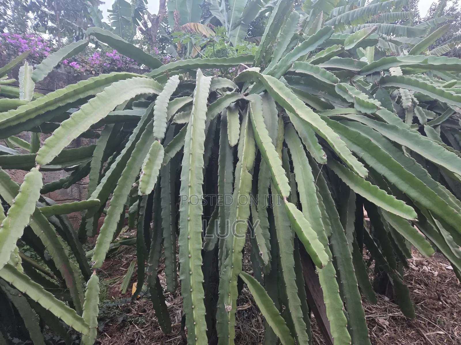 Dragon Fruit Cuttings