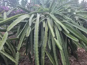 Dragon Fruit Cuttings