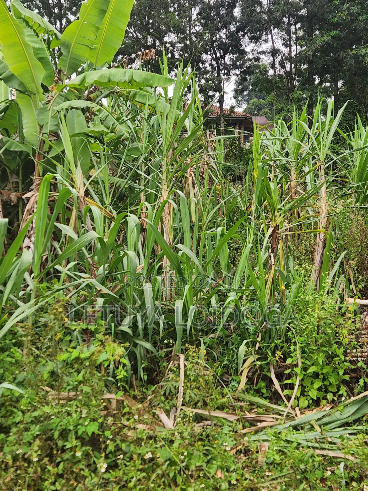 1⁄8 Acre Plots Kerarapon