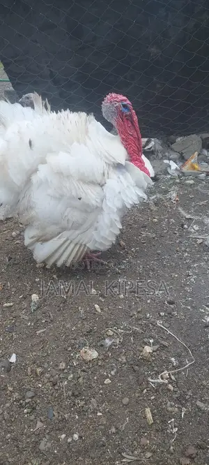 Male Turkey