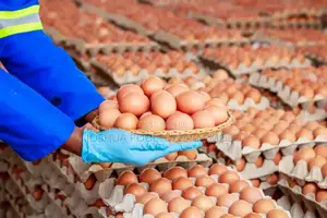 Fresh Eggs