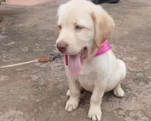 1-3 months Female Purebred Labrador Retriever