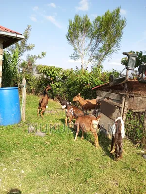 Dairy Goats
