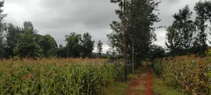 Prime 2 3⁄4-Acre Riverfront Paradise, Build Your Dream Home or Farm