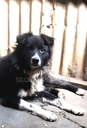 6-12 months Male Purebred Border Collie