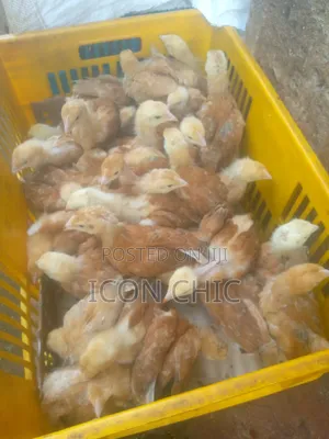 Improved Kienyenji Kenbro F1 Chicks