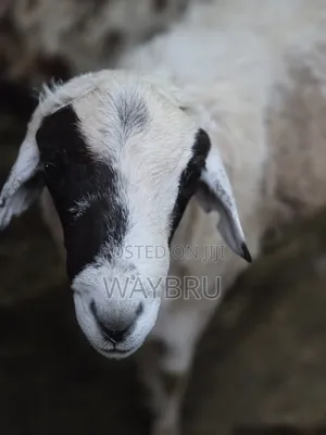 Ram for Breeding