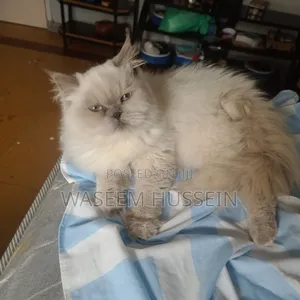 6-12 months Male Purebred Ragdoll