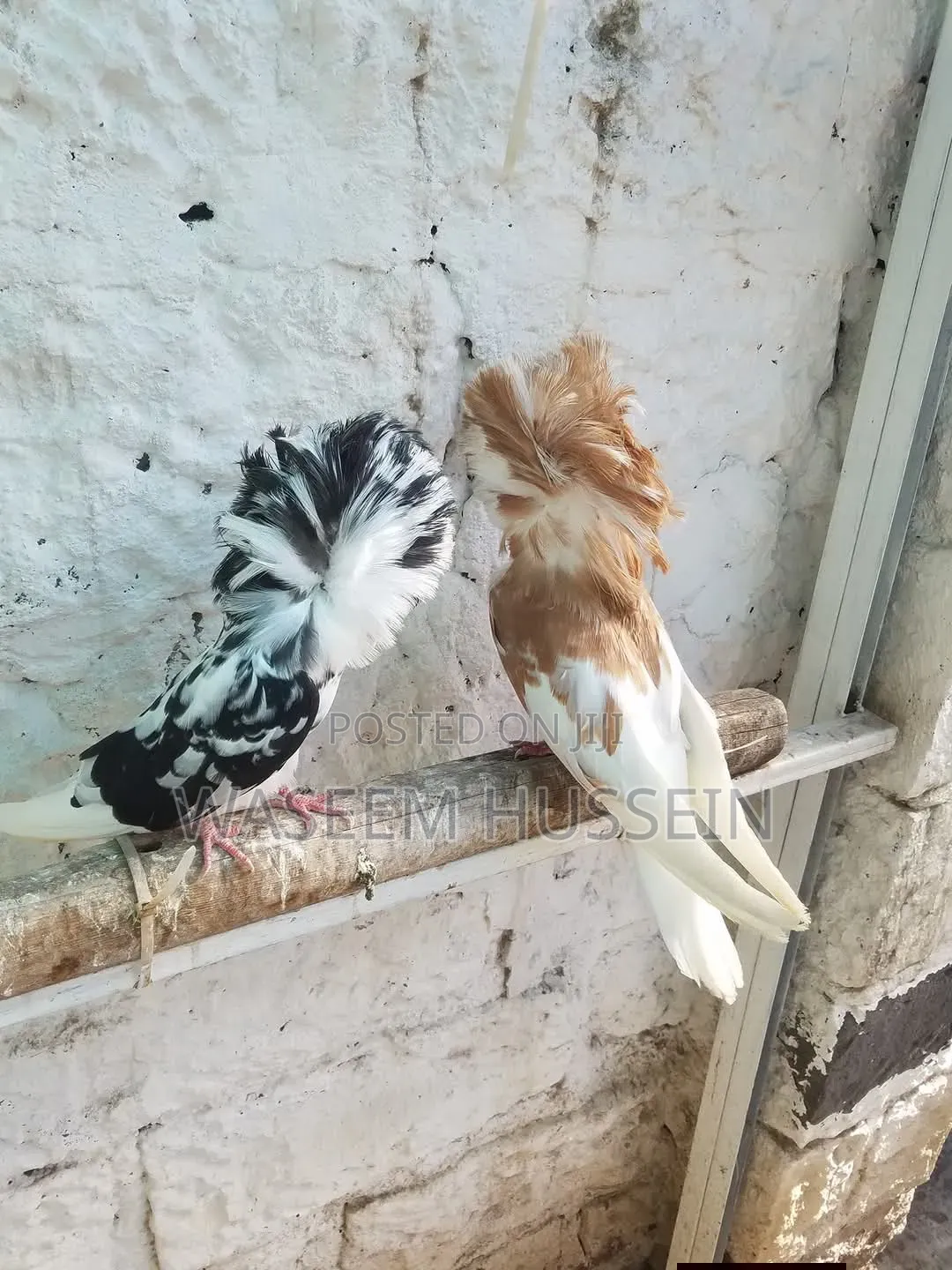 Exotic Pigeons
