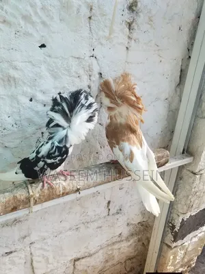 Exotic Pigeons